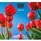 Фото № 0 Весы напольные Homestar HS-6001I (5187), многоцветные с рисунком «тюльпаны»