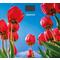 Фото № 2 Весы напольные Homestar HS-6001I (5187), многоцветные с рисунком «тюльпаны»