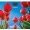 Фото № 3 Весы напольные Homestar HS-6001I (5187), многоцветные с рисунком «тюльпаны»