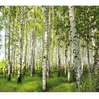 Фотообои VIP 12л. "Березовая роща" 294*260. Интернет-магазин Vseinet.ru Пенза